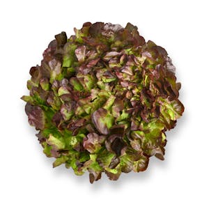 Lechuga hoja roble