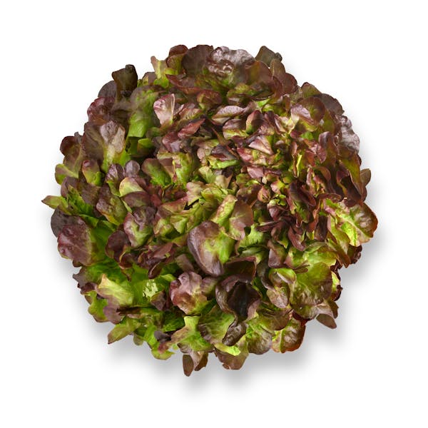 Imagen de Lechuga hoja roble