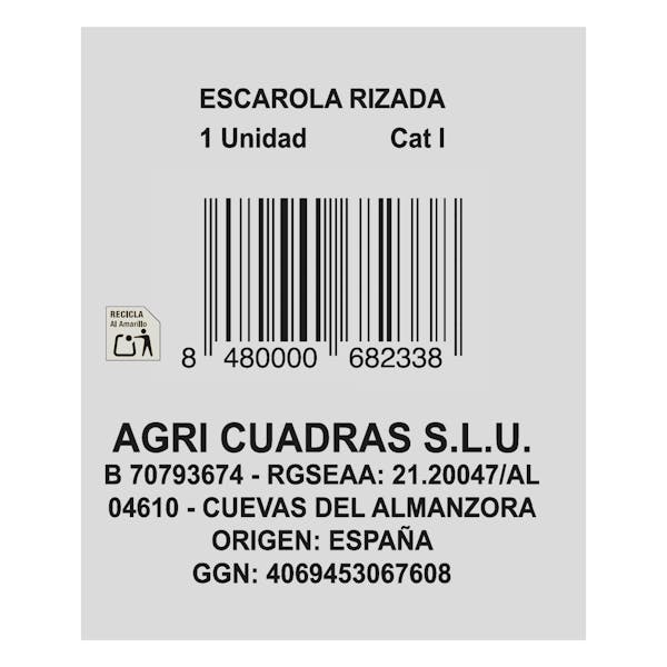 Escarola rizada