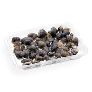 Almeja japonesa viva