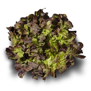 Imagen de Lechuga hoja roble