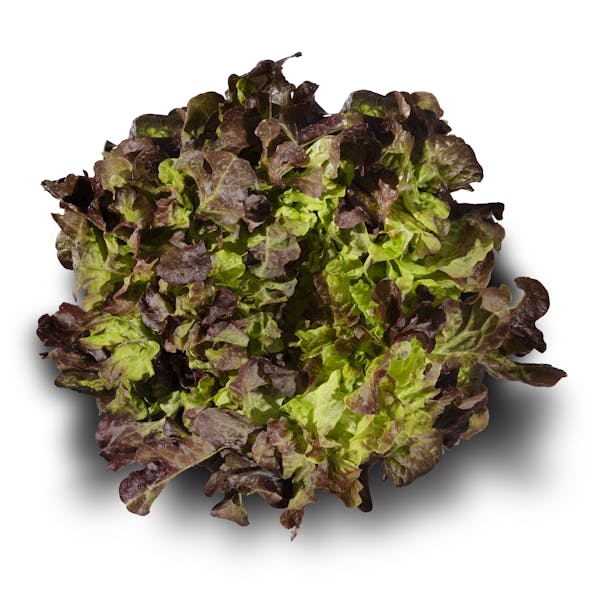 Lechuga hoja roble